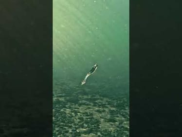 Here’s a sneaky subtle minner for ya.. 🤐 Featured Product: @BiwaaFishing  5” Scorpitail