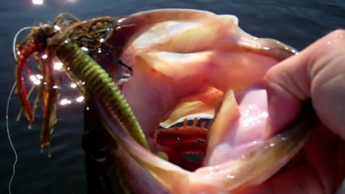 Swim Jig Bass Fishing in the Summer - Gopro Hero 3+