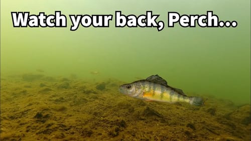 Pike chases school of perch (underwater video - DJI Osmo Action)
