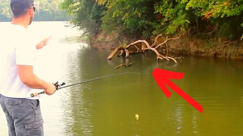 More Than Likely...There's a BASS In There!! (The Laydown Tree)