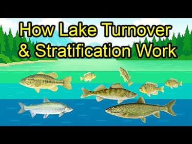 How Lake Turnover and Thermoclines Work and Affect Fishing
