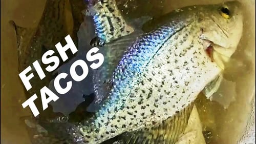 CRAPPIE Catch and Cook! Spring Crappie Fishing!