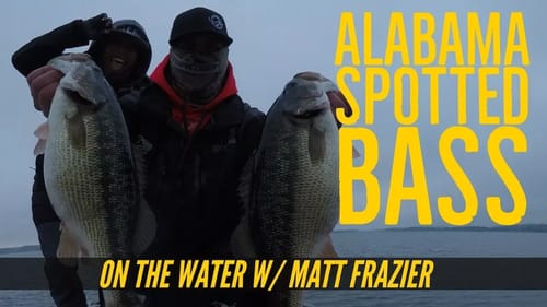 Alabama Rig Fishing for Spotted Bass with Matt Frazier