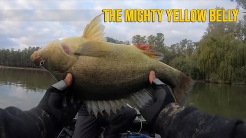 Golden Perch aka Yellow Belly   Big Bass Dreams Australia