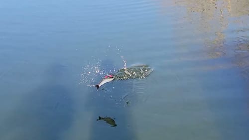 Swimbait Review: TrashyBass Shad Glide