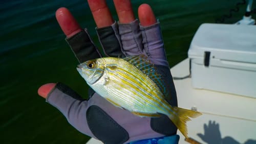 Fishing with Live Pinfish