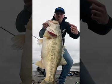 Here's the full video from catching an 11-1 double digit pig on public Lake Chickamauga!! #angler
