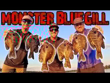 MONSTER Bluegill Fishing! Catch Tons of BIG BLUEGILL! (INSANE)
