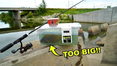 URBAN Spillway Micro Fishing MISTAKE! 12 NEW PETS are TOO BIG!!!