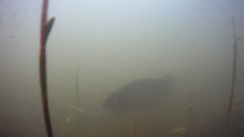 Bass Spawning Strategy