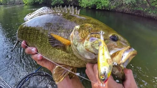 Whopper Ploppin' Some River Chunks