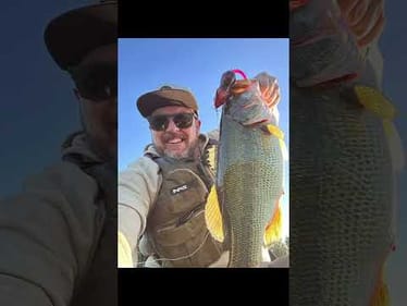 @sammynickels with a great first fish on the Go!Www.sacpig.com to get yours