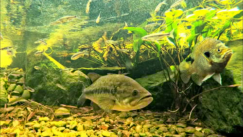 Building a New 5 Acre Pond for My Backyard Pets!