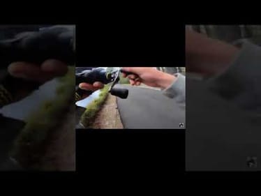Caught GIANT BASS While checking Phone! #shorts