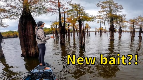 Fishing shallow SWAMP (BEST FALL FISHING)