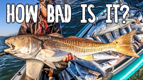 monster fish are starting to float to the surface... fishing after the fish kill