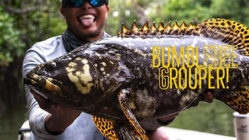 Bumblebee Grouper on a TINY Lure - Risk It for the Biscuit Part 6