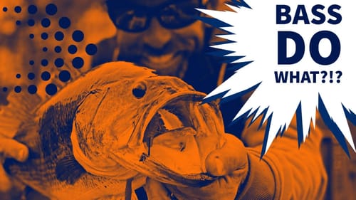 Where Do River Bass Have Sex?!?
