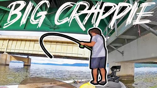 Catching GIANT CRAPPIE On LAKE GUNTERSVILLE! (LIVESCOPE)
