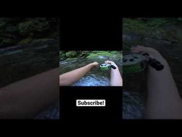 Big brown trout! (fly fishing NC) #shorts
