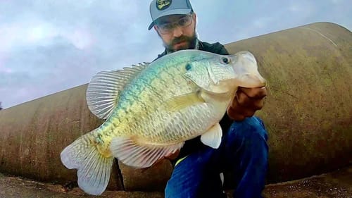 I found GIANT SPRING CRAPPIE!!