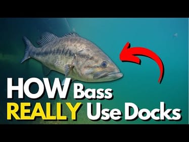What Bass REALLY Do Under Docks (Underwater Footage)
