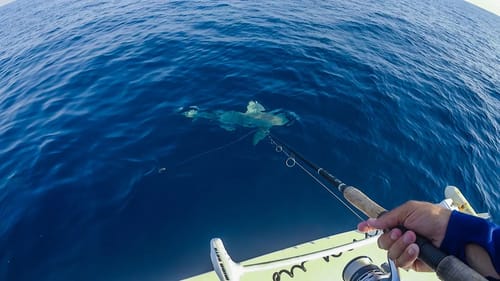 BIG Sharks Surround Our Little Flats Boat