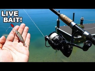 Fishing ULTRA Clear Docks w/ Livebait (Aggressive Fish!)