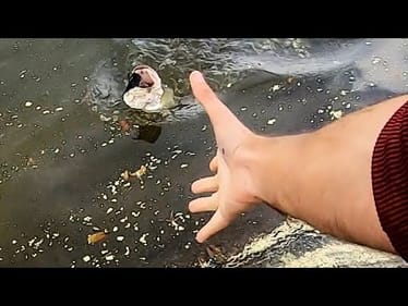 LEARNING about SPAWNING BASS- while CATCHING TONS!!