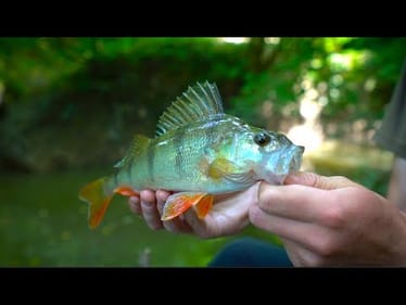 Fishing in a DITCH for Redfin Perch -- Ch. 2