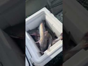 Crispy is collecting today #fishing #shorts #catchandcook