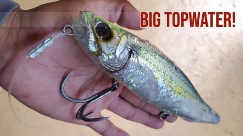 New BIG Topwater Baits Megabass Megadog for 2020!  Mail Call