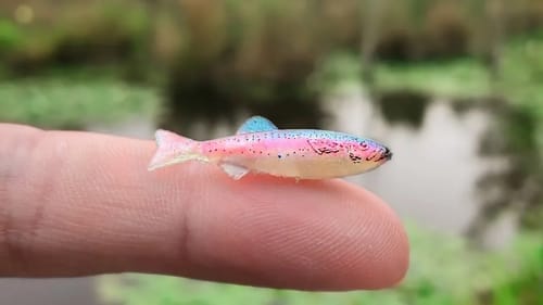 World's Smallest Swimbait Fishing Challenge