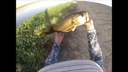 Big Bass on Topwater Frog (Delta Mendota Canal)