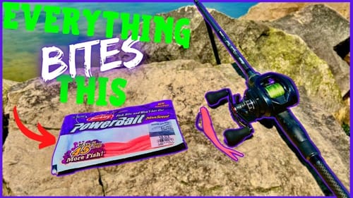 EVERYTHING Bites This! | NEW Confidence Bait WEIGHTLESS FLUKE