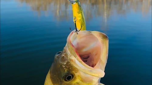 Most Anglers Think Bass Bite Because They Are Hungry…That’s Incorrect