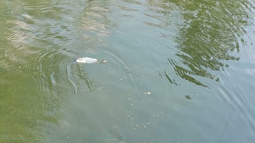 Swimbait Review: Golden Belt Customs Reaper and Sickle 8" Glide Baits