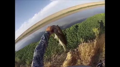 Topwater Frog-Bass Fishing in Firebaugh