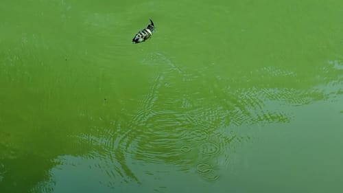 Swimbait Review: 316 Gill Heavy Float **Stock Hooks**