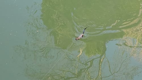 Swimbait Review: Stray Rats Rocker