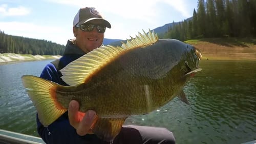 Bass Fishing For 6 lb Smallmouth | Swimbaits, Crankbaits and 100 Mile Runs!