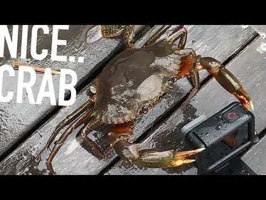 Mud Crabs, Snapper and a chilled long weekend - Fishing Australia