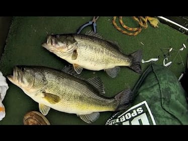 How to Catch Giant Bass on the Alabama Rig