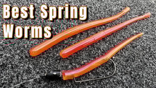 The Best Spring Worms