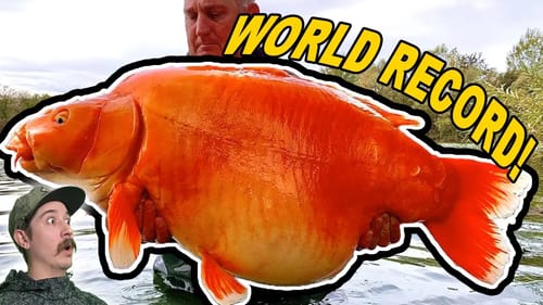 This MONSTER Gold Fish Weighs 67lbs! (Worlds Biggest Goldfish)