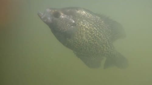 Targeting Trophy Black Crappie with a Slip Bobber on Clear Lake, California