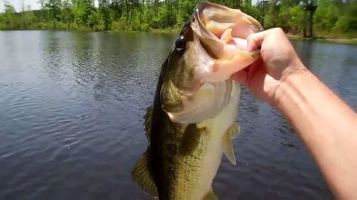 Big Bass on Frogs. Top Water Largemouth Bass Fishing in Alabama
