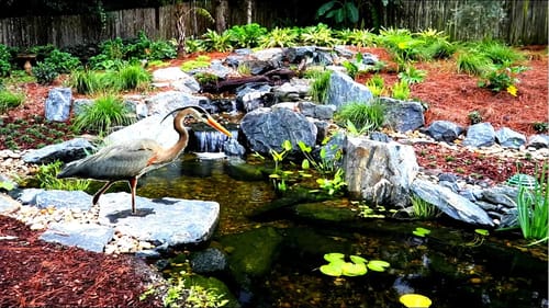 The Blue Heron Returned to the Pond