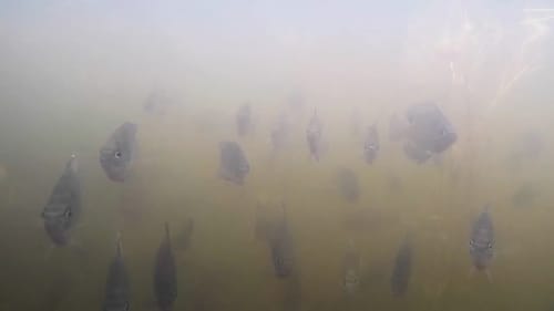 Boatloads of Bluegill