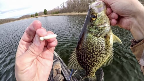 Spring Crappie CAN'T RESIST This Rig!